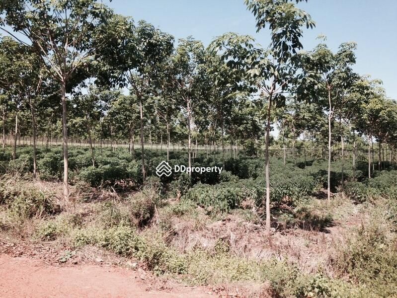 <? echo $keyword ; ?>