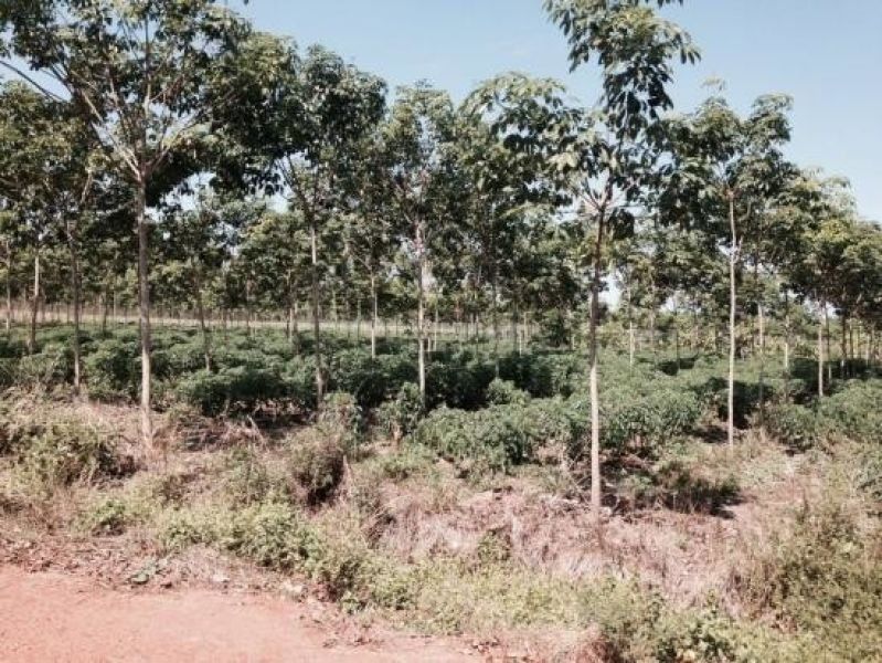 <? echo $keyword ; ?>