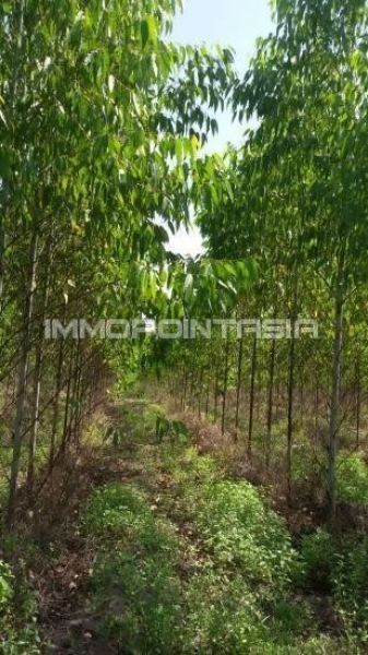 <? echo $keyword ; ?>